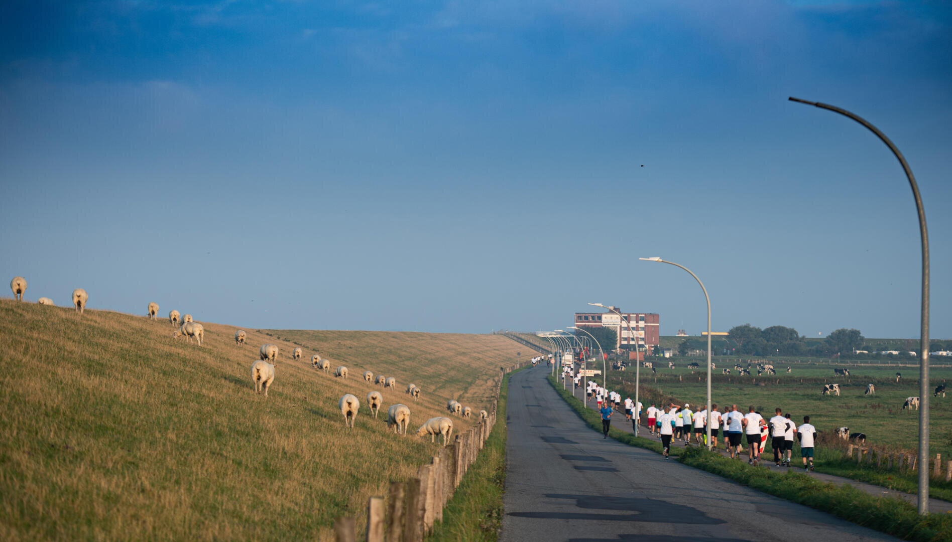 A group of runners jogs along a country road lined with meadows grazing sheep under a bright blue sky. Lampposts line the road, and buildings can be seen in the distance.