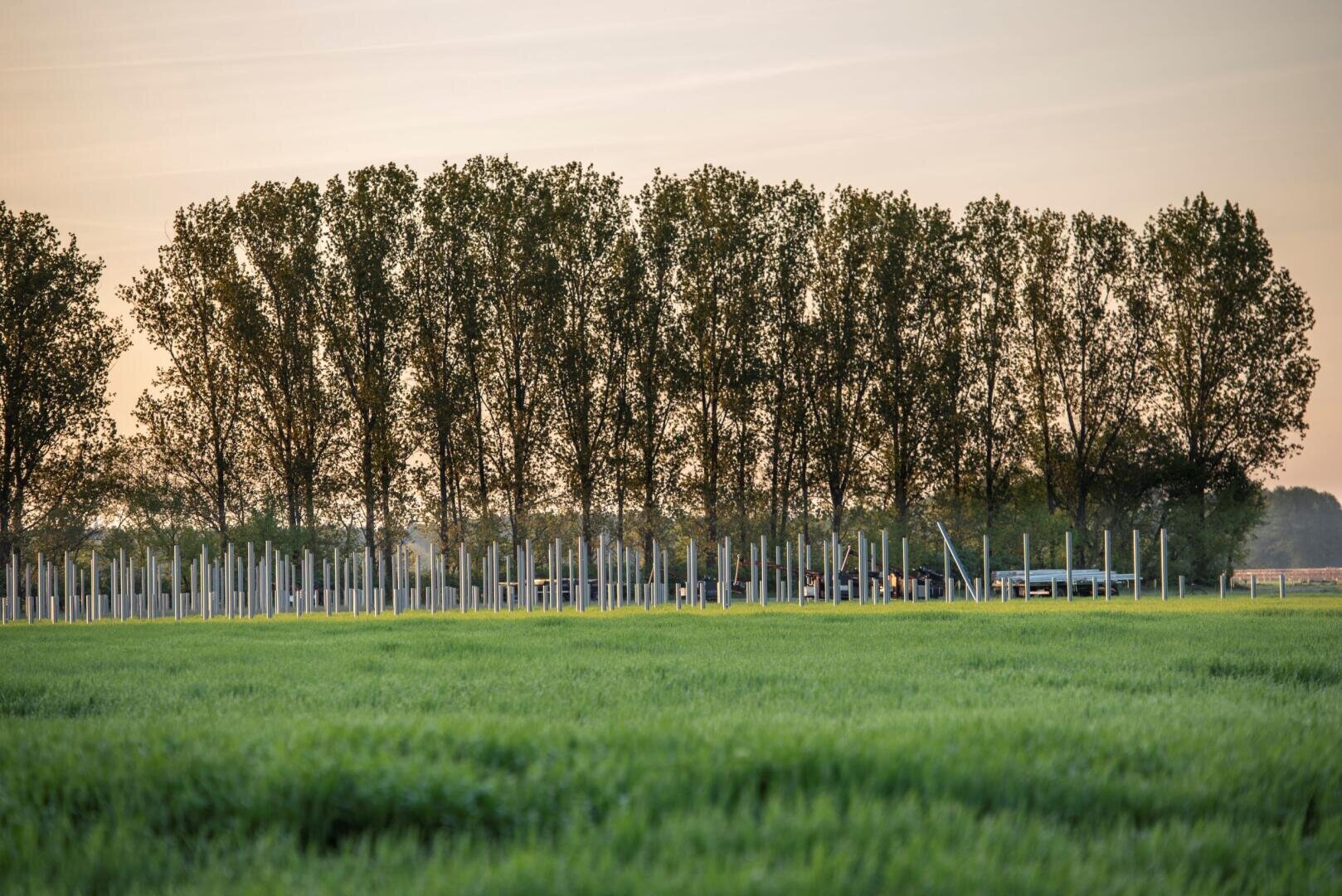 Ein grünes Feld mit Reihen von jungen Bäumen, die von Pfählen gestützt werden, und eine Reihe von hohen, ausgewachsenen Bäumen im Hintergrund unter einem weichen Abendhimmel.